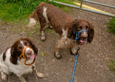 dogs wearing dogmatic headcollars