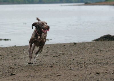 wet labradoodle running on the beach