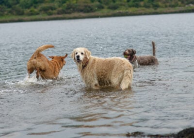 three dogs standing in a river