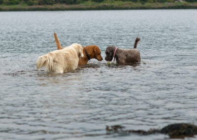 3 dogs 1 ball