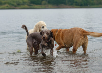 three dogs in a river