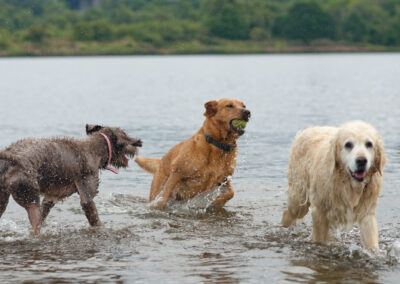 red fox labrador with 2 other dogs