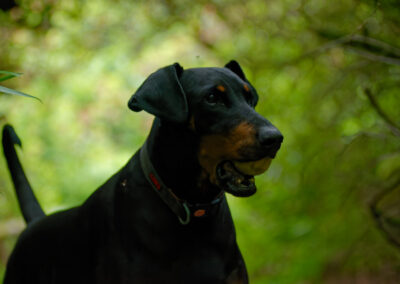 Doberman in dark woodlands