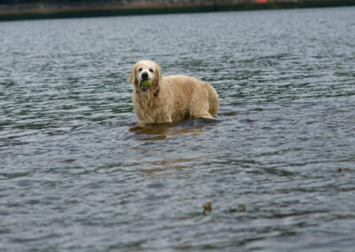 old golden retriever standing in water