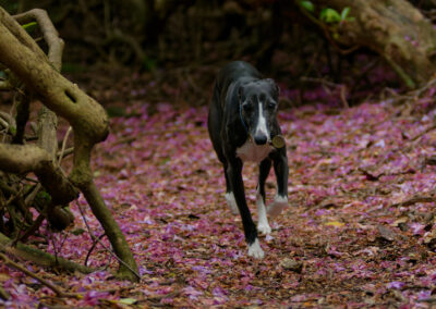 a whippet walking a woodland trail with flower petals
