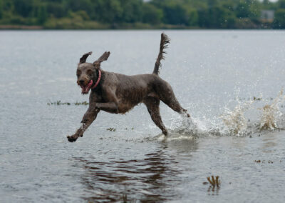 highly driven labradoodle