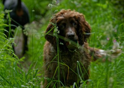 old springer spaniel in woods