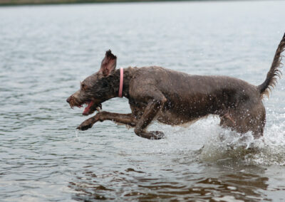 labradoodle whizzing past