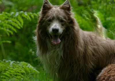 lilac border collie in the woods