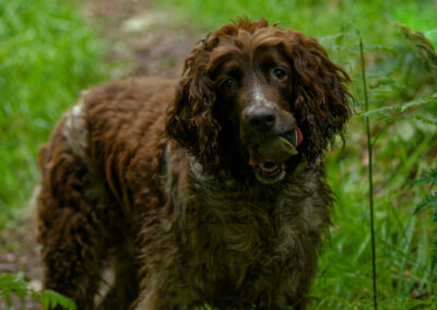 liver and white springer spaniel on a woodland trail
