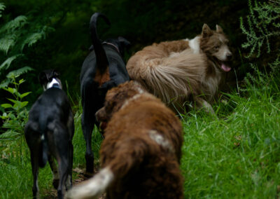 a pack of dogs walking a woodland trail