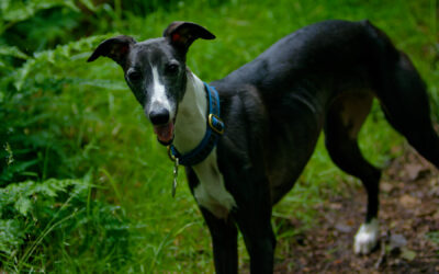 A black and white whippet standing in a woodland