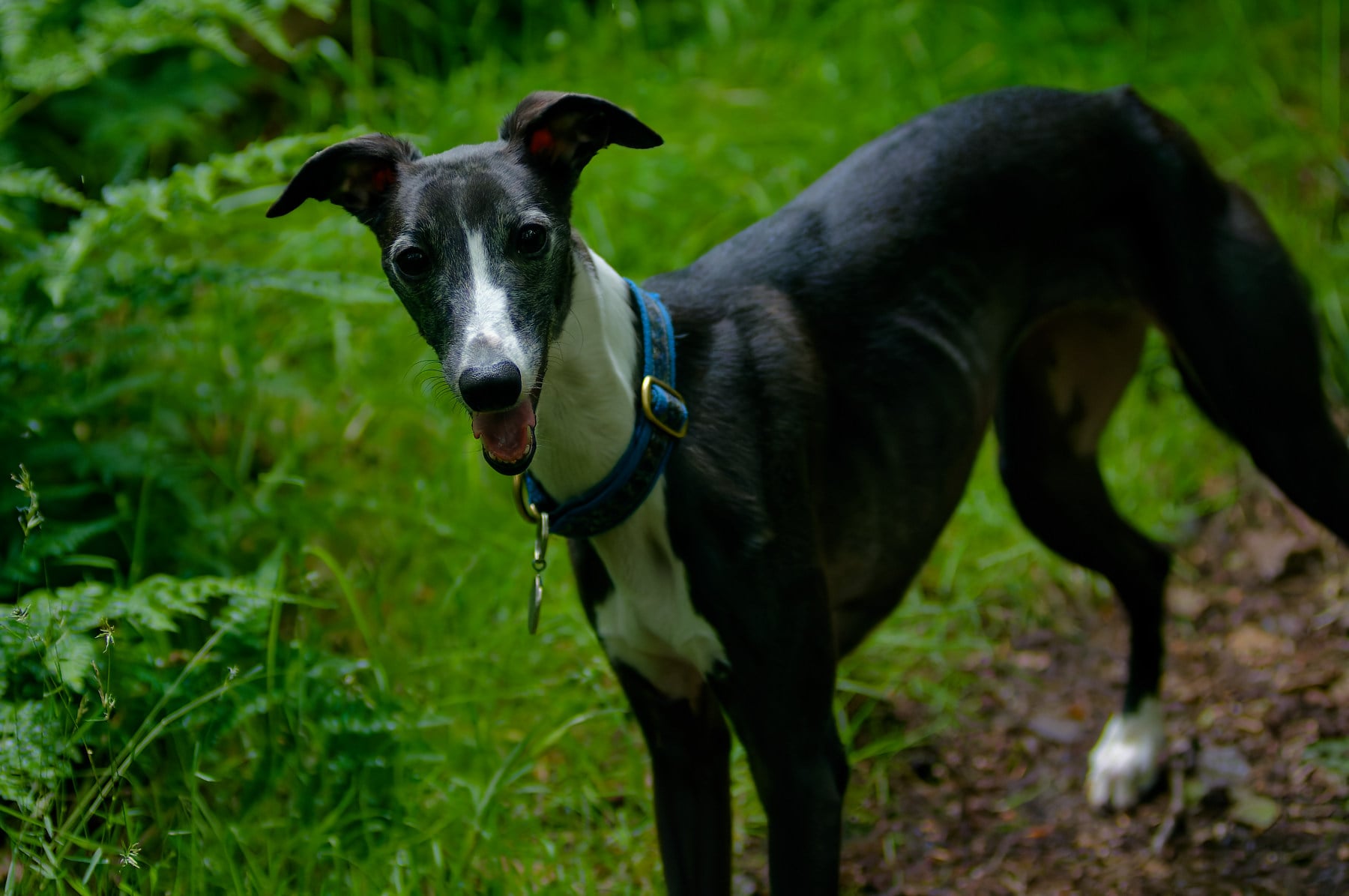 A black and white whippet standing in a woodland