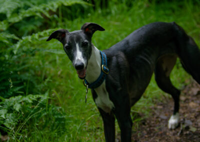 black and white whippet
