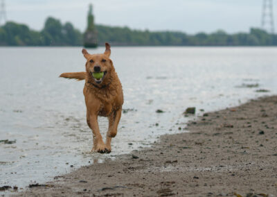 red fox labrador retrieving a ball