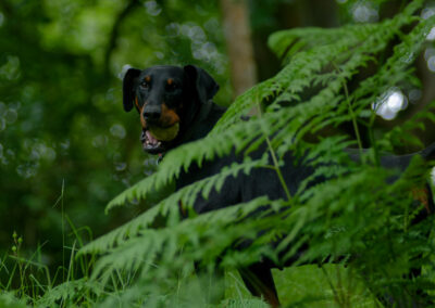 Doberman behind a large fern