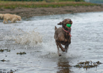Dog running with a ball in mouth
