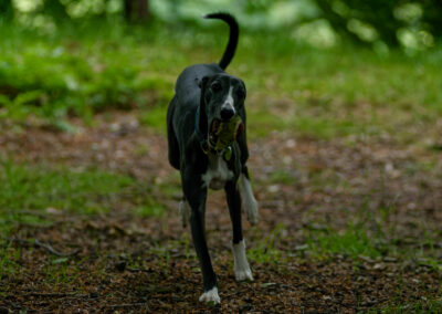 whippet running in the woods