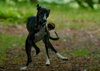 whippet dropping her ball