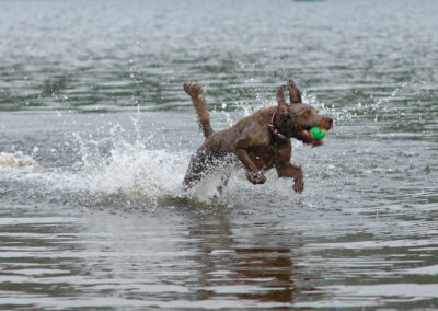 labradoodle running out of the water