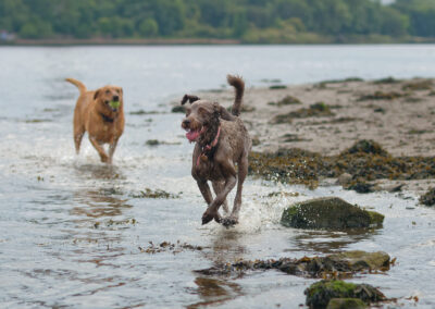 dogs having a blast on the beach