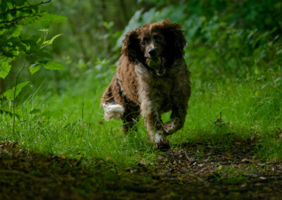 springer spaniel walking in woods
