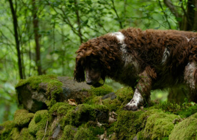 dog on an mossy covered dry stone wall