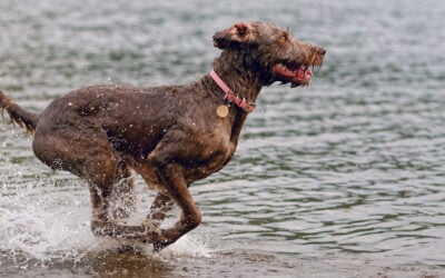 labradoodle running past