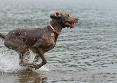 action shot of a dog running past