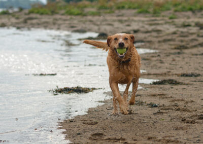 red fox labrador on a beach