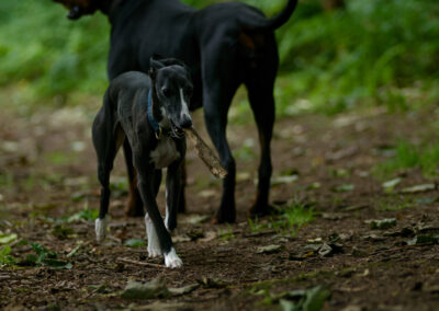 whippet in woods