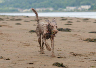 Brown labradoodle on the beach