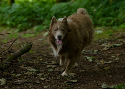 Lilac border collie on a trail