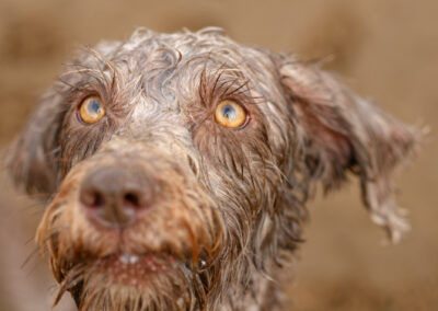 close up photo of a wet labradoodle