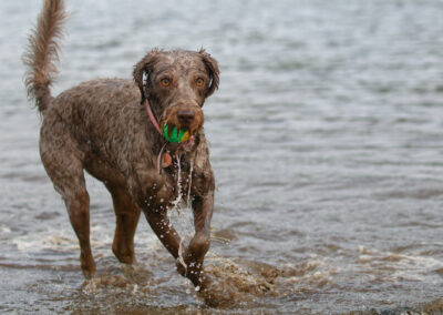 labradoodle with ball in mouth