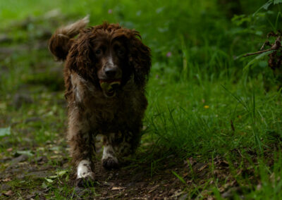 liver and white springer spaniel in finlaystone