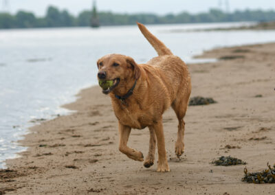 red fox labrador on the beach