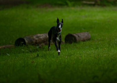 whippet running on grass