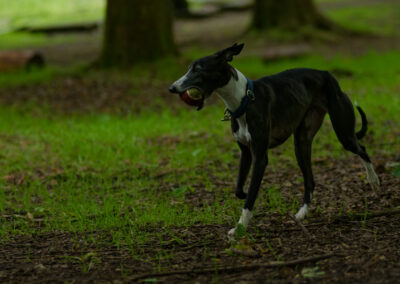black and white whippet with ball