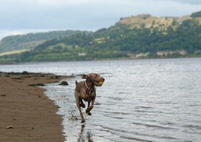 dog walking in the scottish countryside