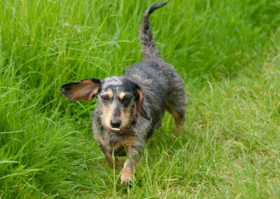 mottled wire haired dachshund