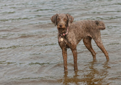 labradoodle standing in a river