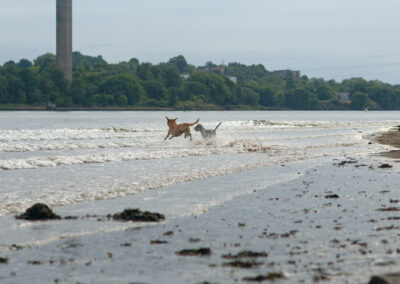 dogs running in big waves