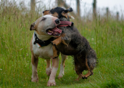 English bull terrier playing with a dachshund