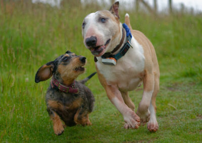 English bull terrier running with a dachshund