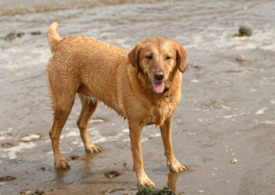 red fox labrador standing on a beach