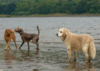 three dogs on erskine beach