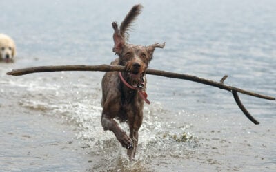 labradoodle with stick