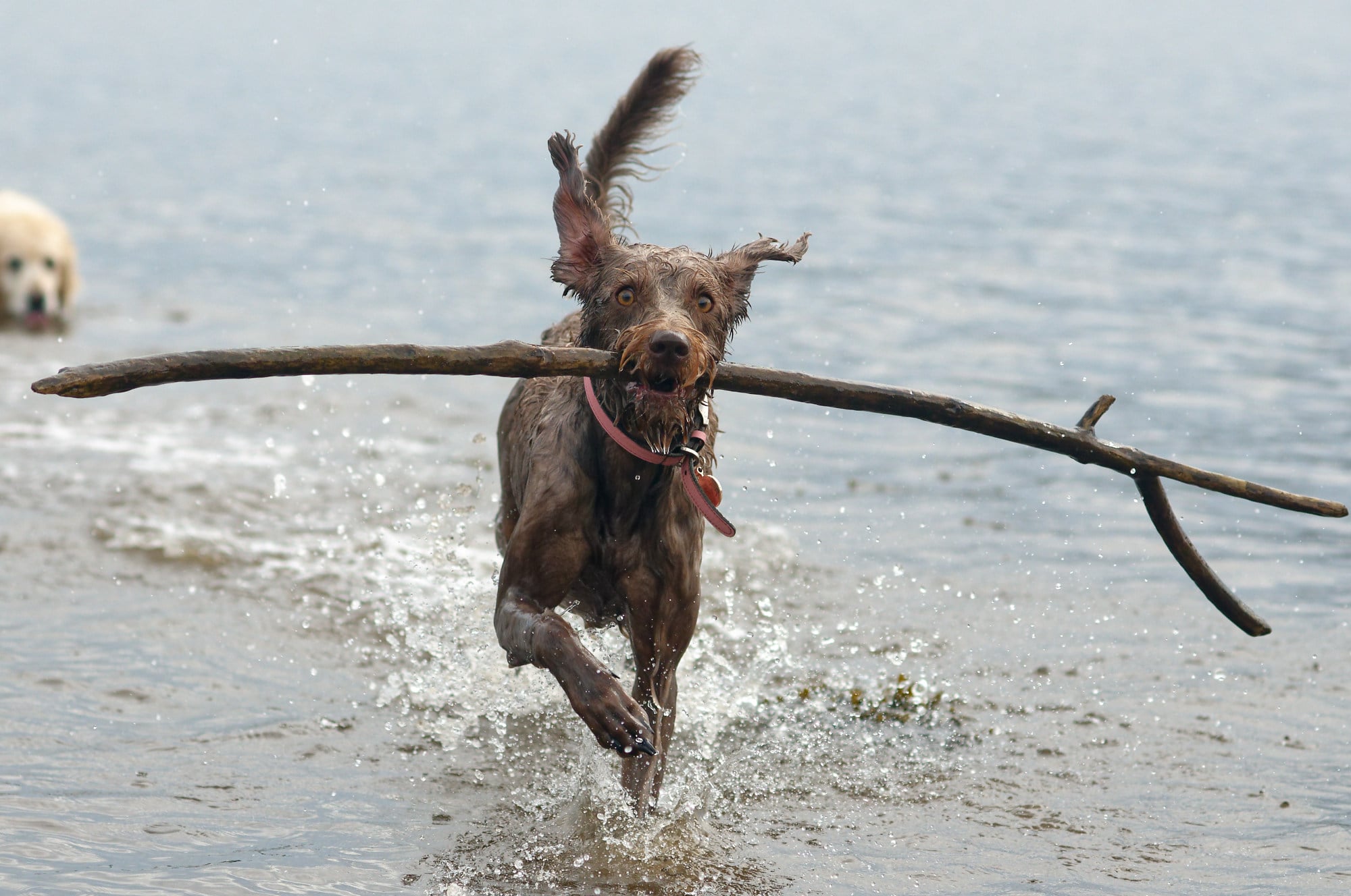 labradoodle with stick