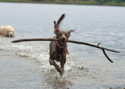 labradoodle carrying a big stick